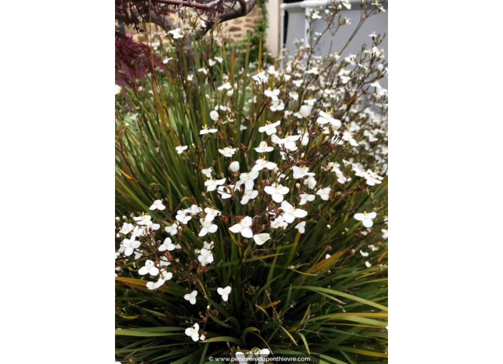 LIBERTIA grandiflora LIBERTIA grandiflora