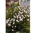 LIBERTIA grandiflora LIBERTIA grandiflora