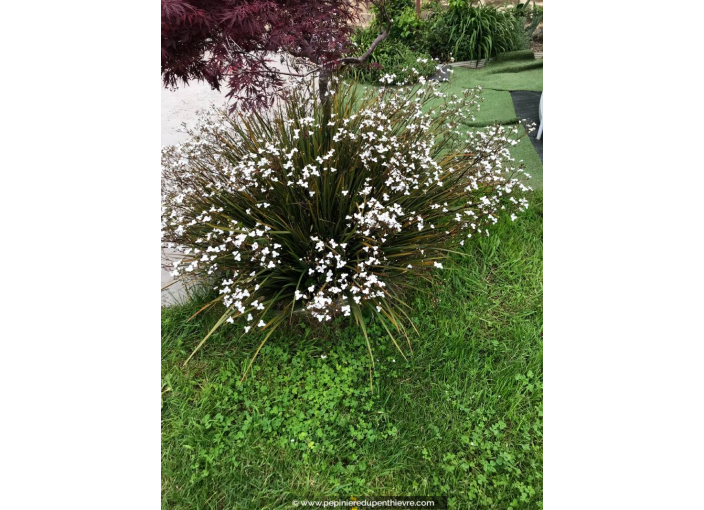 LIBERTIA grandiflora LIBERTIA grandiflora