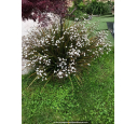 LIBERTIA grandiflora LIBERTIA grandiflora