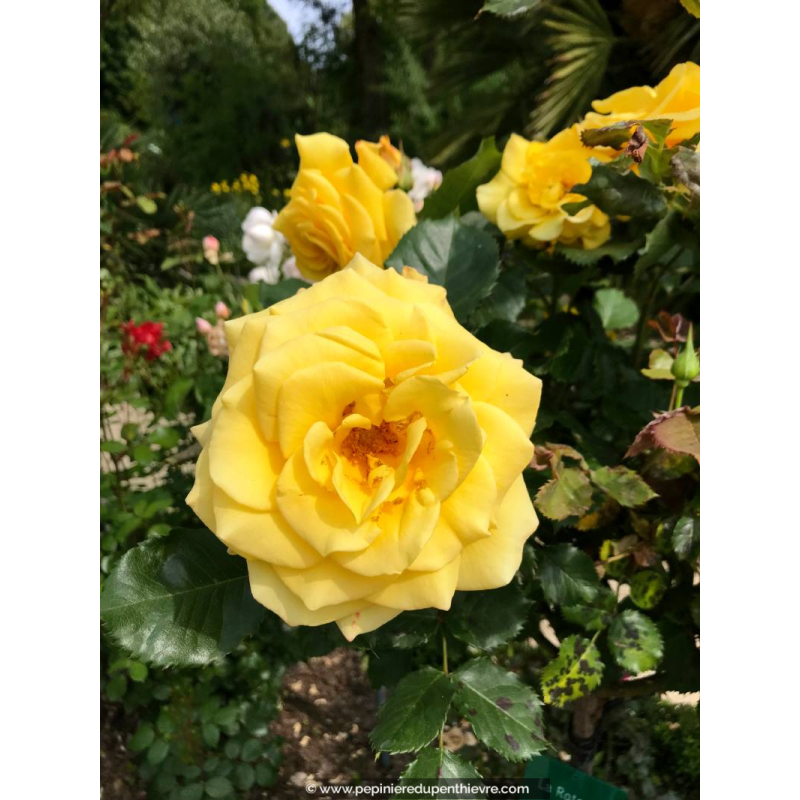 ROSIER 'La Rotonde'®