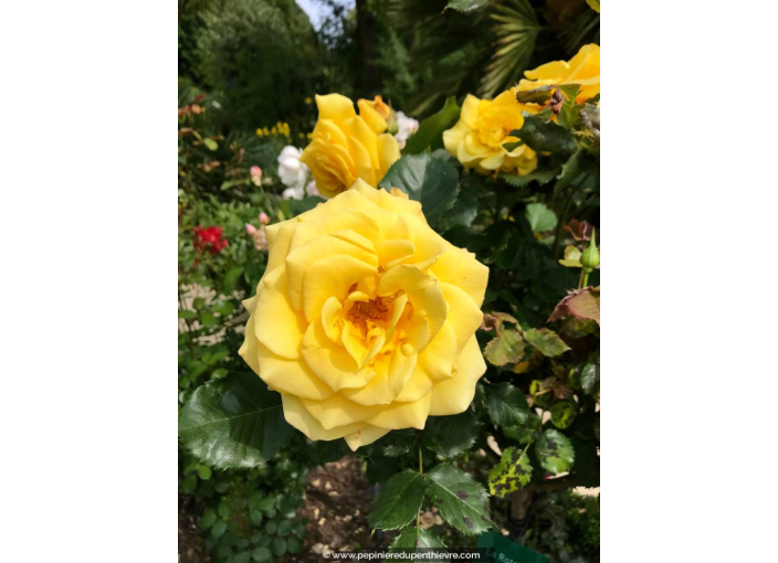 ROSIER 'La Rotonde'®