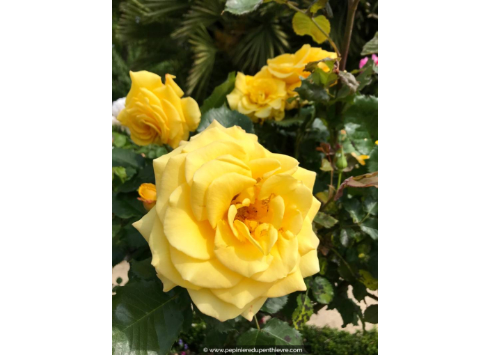 ROSIER 'La Rotonde'® ROSIER 'La Rotonde'®