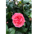 ROSIER 'Amour de Molène'® ROSIER 'Amour de Molène'®