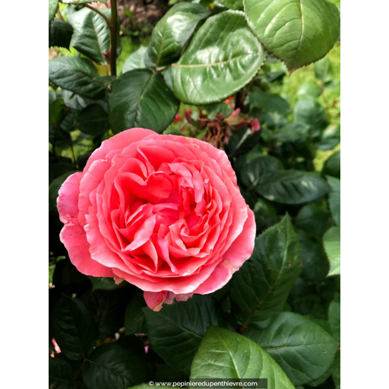 ROSIER 'Amour de Molène'®