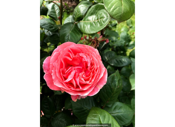 ROSIER 'Amour de Molène'®