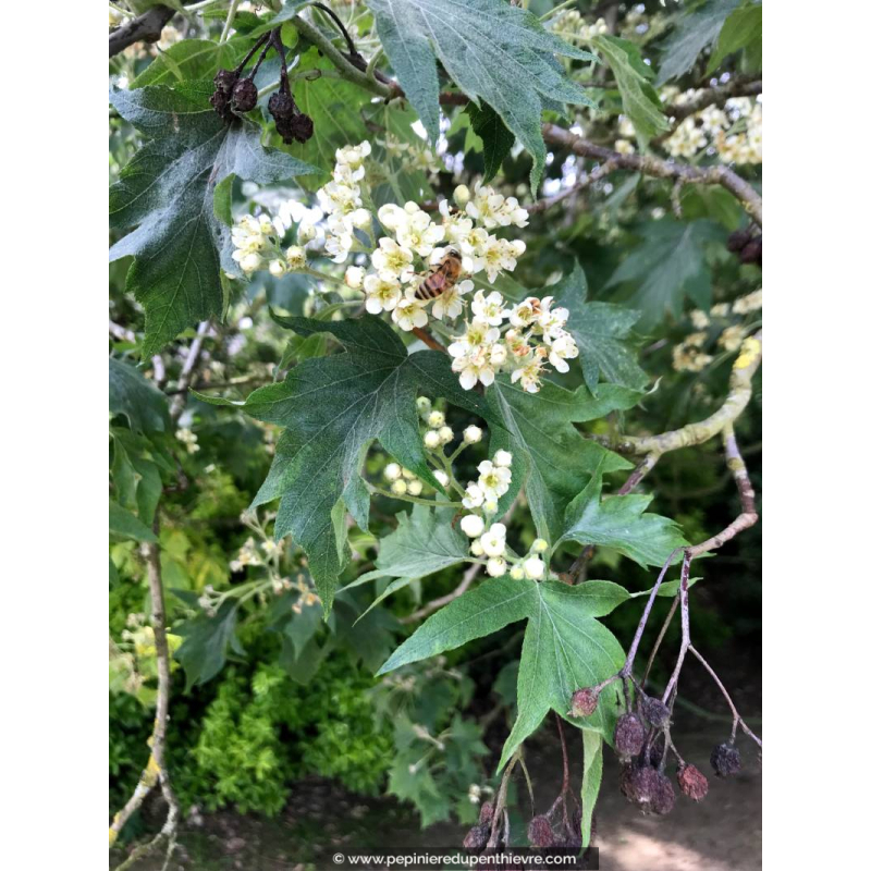 SORBUS torminalis