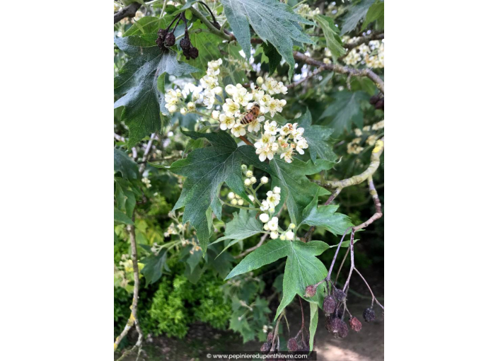 SORBUS torminalis