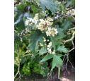 SORBUS torminalis