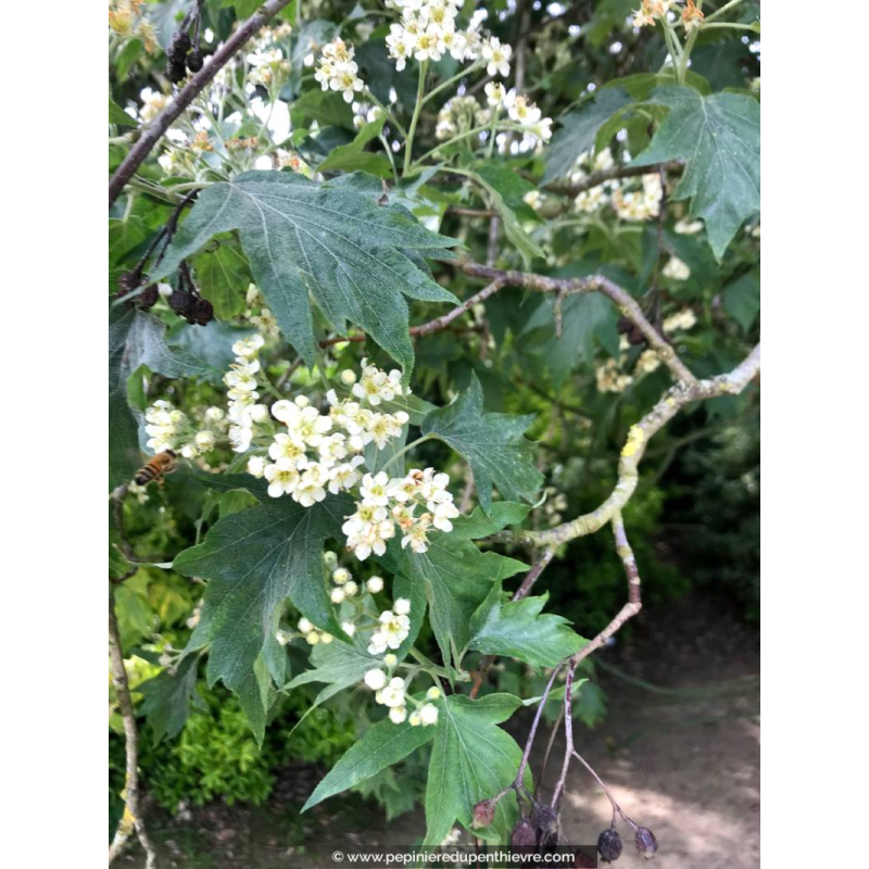 SORBUS torminalis ou Alisier torminal, blanc - Pépinière du Penthièvre ...