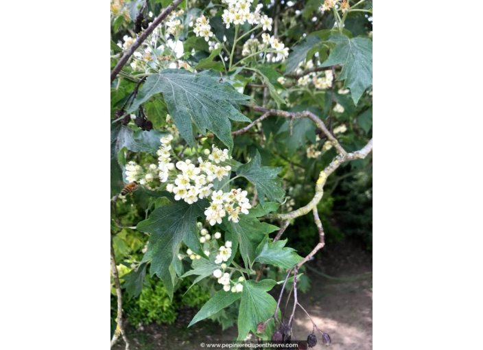 SORBUS torminalis