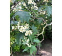 SORBUS torminalis