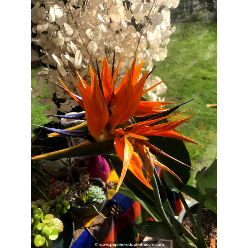 SAFLAX - Oiseau De Paradis Jaune - Mandelas Gold - 4 Graines - Avec Substrat - Strelitzia Reginae Yellow