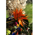 STRELITZIA reginae