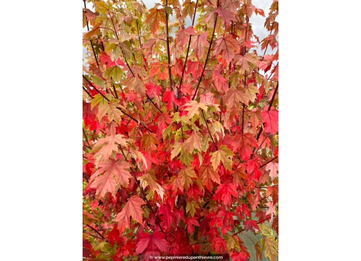ACER x freemanii 'Autumn Blaze' ACER x freemanii 'Autumn Blaze'