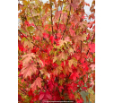 ACER x freemanii 'Autumn Blaze' ACER x freemanii 'Autumn Blaze'
