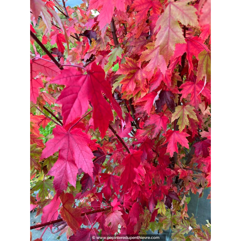 ACER x freemanii 'Autumn Blaze'