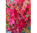 ACER x freemanii 'Autumn Blaze' ACER x freemanii 'Autumn Blaze'