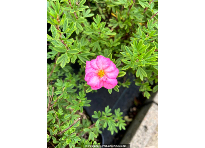 POTENTILLA fruticosa DOUBLE PUNCH® 'Pink'