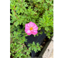 POTENTILLA fruticosa DOUBLE PUNCH® 'Pink'