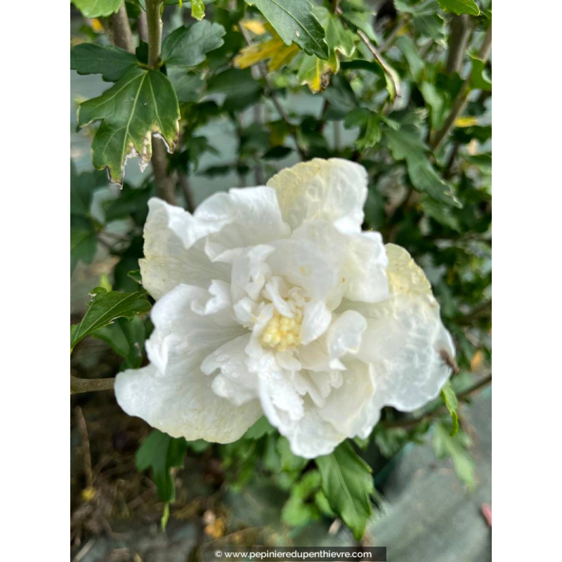 HIBISCUS syriacus 'White Chiffon'®, éclatant - Pépinière du