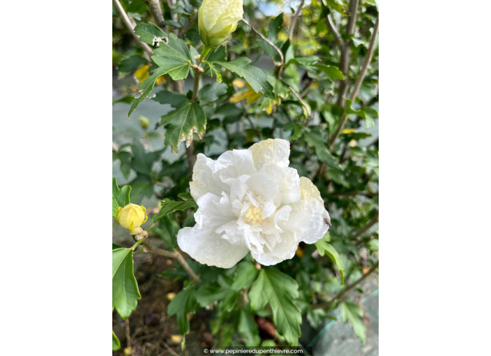 HIBISCUS syriacus 'White Chiffon'
