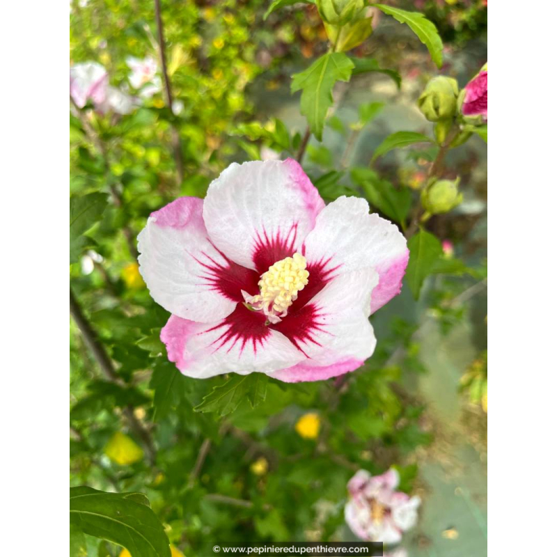 HIBISCUS syriacus 'Pinky Spot'