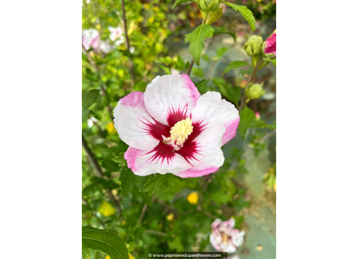 HIBISCUS syriacus 'Pinky Spot'