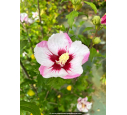 HIBISCUS syriacus 'Pinky Spot'