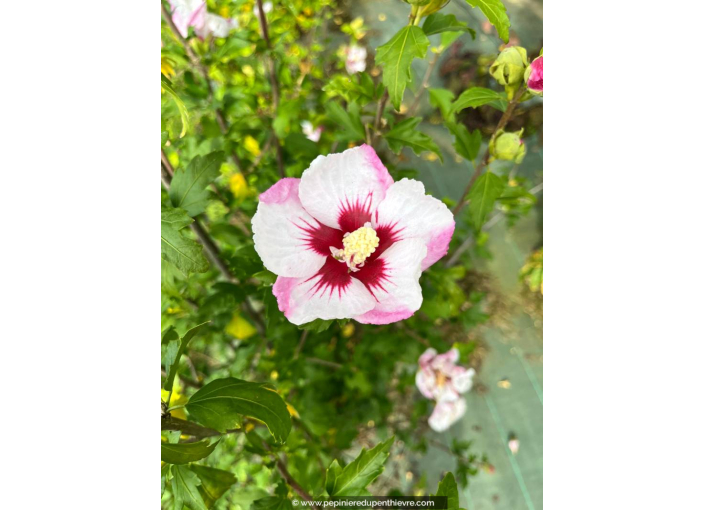 HIBISCUS syriacus 'Pinky Spot'