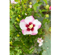 HIBISCUS syriacus 'Pinky Spot'