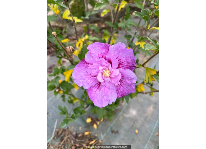 HIBISCUS syriacus 'Lavender Chiffon'