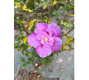 HIBISCUS syriacus 'Lavender Chiffon'