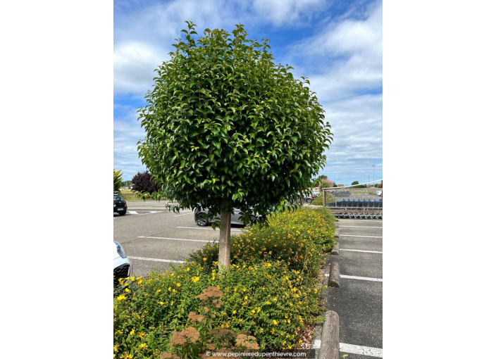 LIGUSTRUM japonicum
