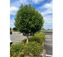 LIGUSTRUM japonicum