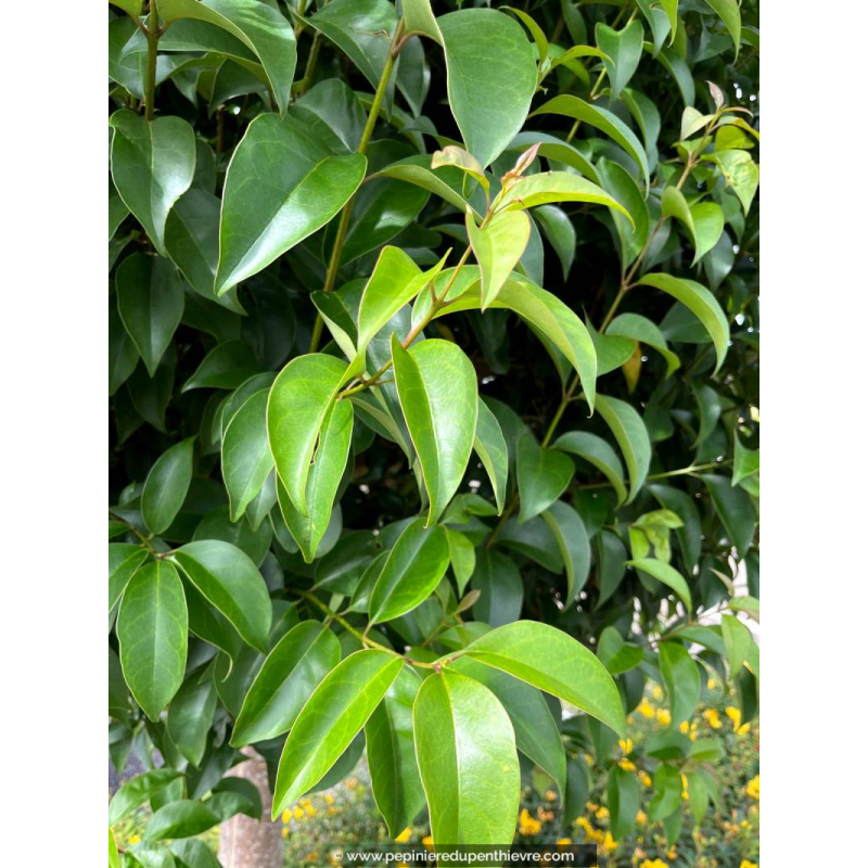 LIGUSTRUM japonicum