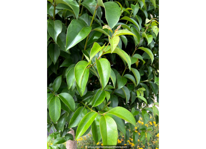 LIGUSTRUM japonicum