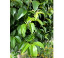 LIGUSTRUM japonicum