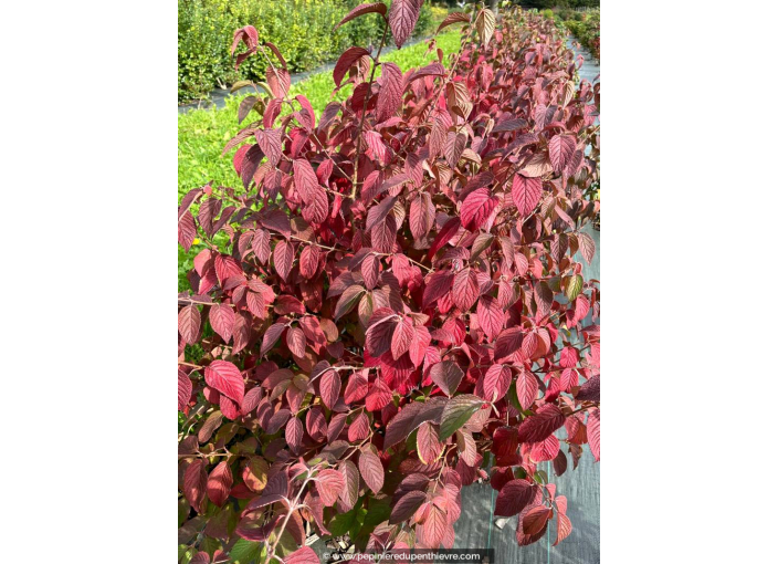 VIBURNUM plicatum mariesii 'Shasta' - Automne