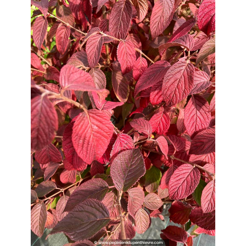VIBURNUM plicatum mariesii 'Shasta' - Automne