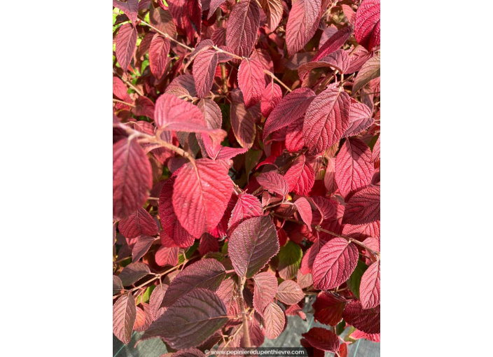 VIBURNUM plicatum mariesii 'Shasta' - Automne