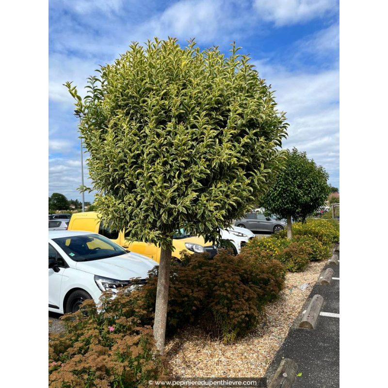 LIGUSTRUM japonicum 'Excelsum Superbum'