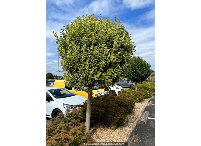 LIGUSTRUM japonicum 'Excelsum Superbum'