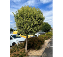 LIGUSTRUM japonicum 'Excelsum Superbum' LIGUSTRUM japonicum 'Excelsum Superbum'