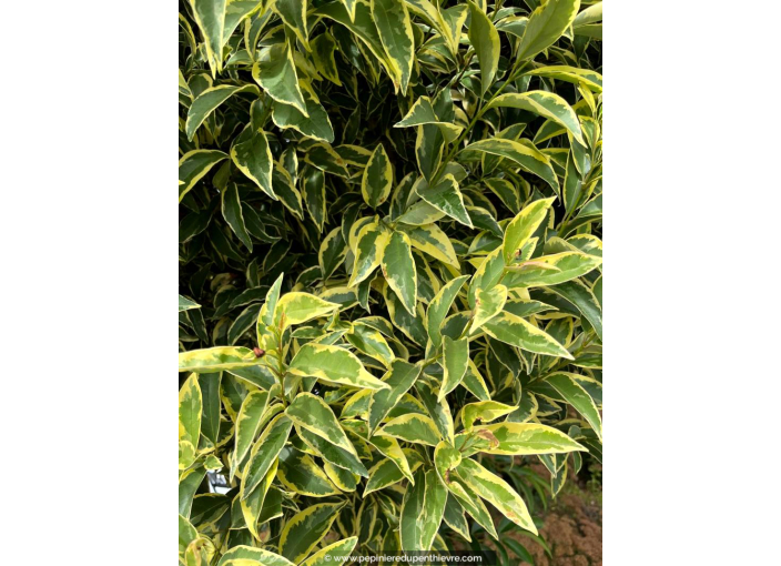 LIGUSTRUM japonicum 'Excelsum Superbum' LIGUSTRUM japonicum 'Excelsum Superbum'