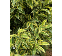 LIGUSTRUM japonicum 'Excelsum Superbum' LIGUSTRUM japonicum 'Excelsum Superbum'