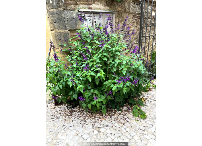 SALVIA 'Amistad'