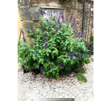 SALVIA 'Amistad' SALVIA 'Amistad'