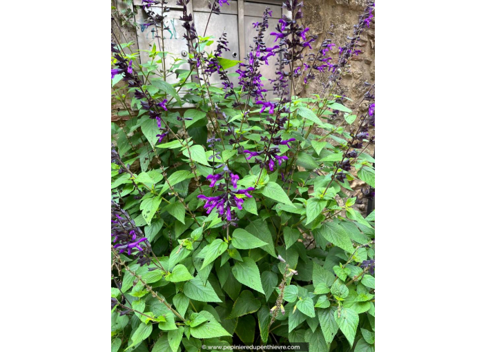SALVIA 'Amistad' SALVIA 'Amistad'