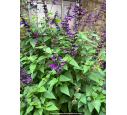 SALVIA 'Amistad' SALVIA 'Amistad'